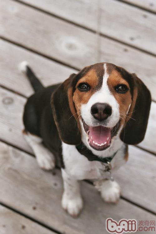 米格魯獵兔犬