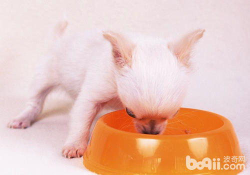 合理安排幼犬的飲食，為其打下良好的基礎