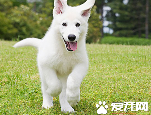 銀狐犬怎樣喂養 不要在銀狐犬吃食時打擾它