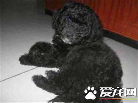 葡萄牙水犬如何辨別 顱骨頂部過於窄小吻部過長