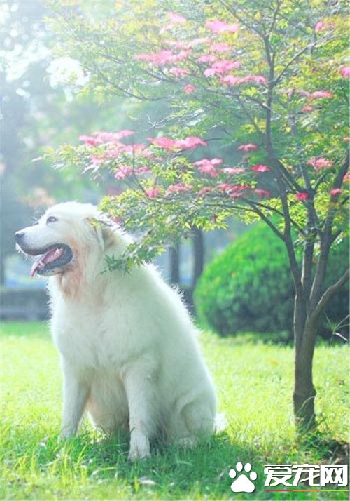 大白熊犬的缺點 大白熊犬的口水掉的很多