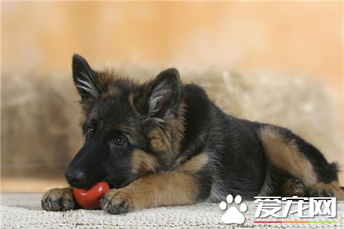 德國牧羊犬喂養技巧 蛋白質必須保持充足