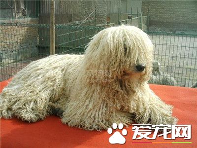 可蒙犬出自哪個國家 可蒙犬出自匈牙利