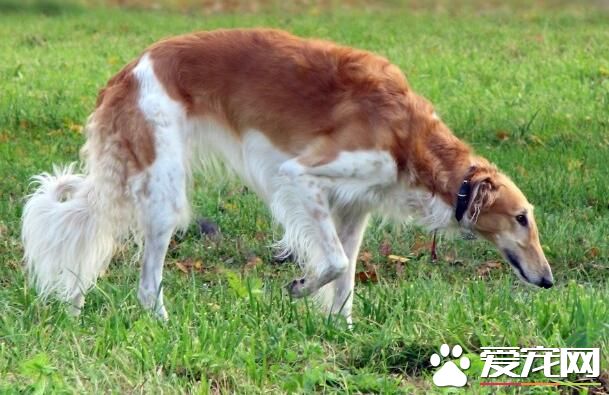 蘇俄獵狼犬厲害嗎 是獵食其它獵物的犬類