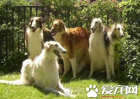 蘇俄獵狼犬厲害嗎 是獵食其它獵物的犬類