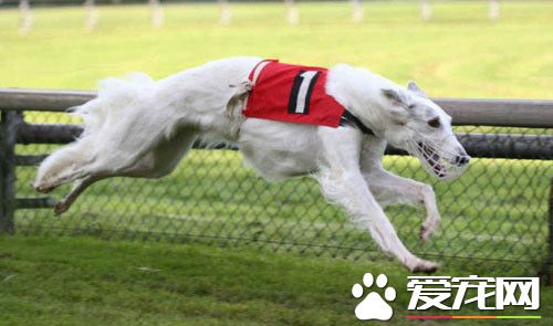 蘇俄獵狼犬厲害嗎 是獵食其它獵物的犬類