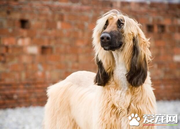 阿富汗獵犬被禁養了嗎 一些地區可能是被禁養