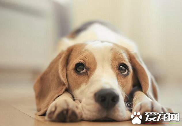 比格犬忠誠嗎 比格犬比較親和忠誠服從性高