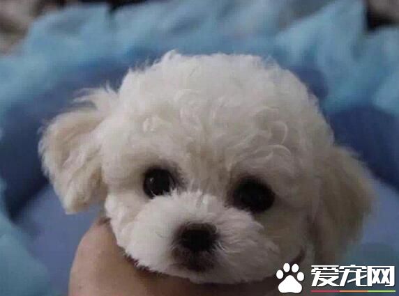 白色泰迪犬就是比熊嗎 白色泰迪犬不是比熊