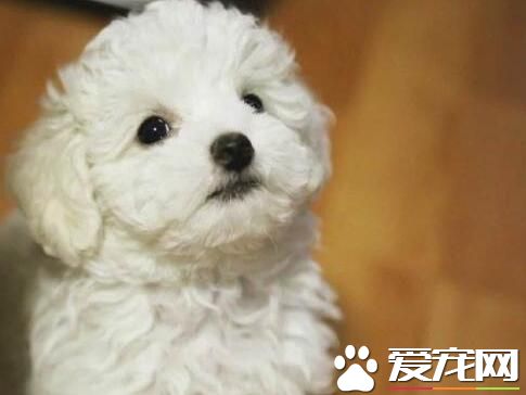 白色泰迪犬就是比熊嗎 白色泰迪犬不是比熊