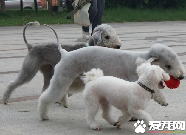 貝靈頓梗吃什麼狗糧好 養貝靈頓梗之前要准備什麼