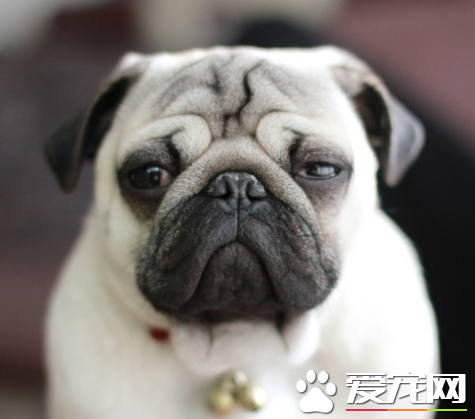 巴哥犬好養嗎咬人嗎 不要去激怒它們