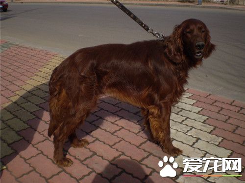 愛爾蘭雪達犬怎麼樣 一種較晚成型犬種