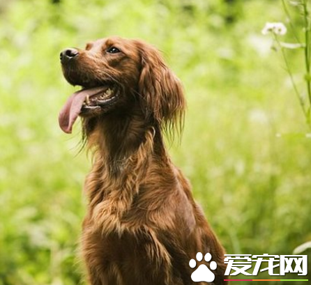 愛爾蘭雪達犬怎麼樣 一種較晚成型犬種