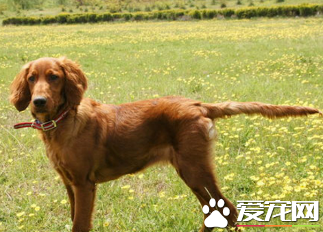 愛爾蘭雪達犬怎麼樣 一種較晚成型犬種