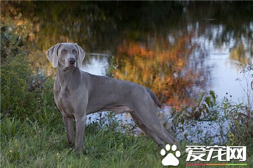 為什麼很多養魏瑪犬 是比較凶猛的狗狗