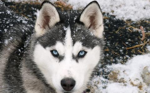 阿拉斯加雪橇犬食量 如何掌握喂食量