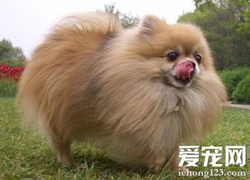 博美犬打噴嚏怎麼辦 建議讓狗狗多喝水多休息