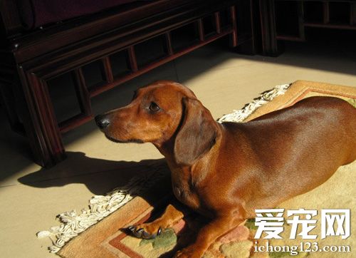 臘腸犬的飼養 要把握好狗狗的食量