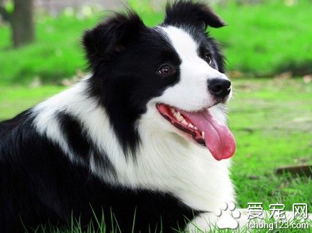 什麼品種狗最聰明 邊境牧羊犬是最聰明的