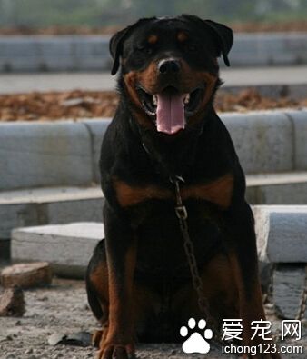 羅威納犬流口水 犬的身體沒有汗腺