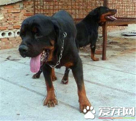 純血統羅威納犬價格 貧民羅的在一千左右