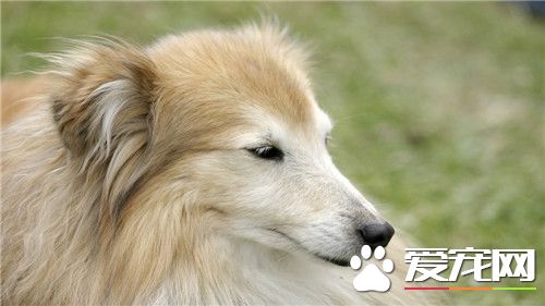 純種銀狐犬的價格 純正血統銀狐犬2000往上