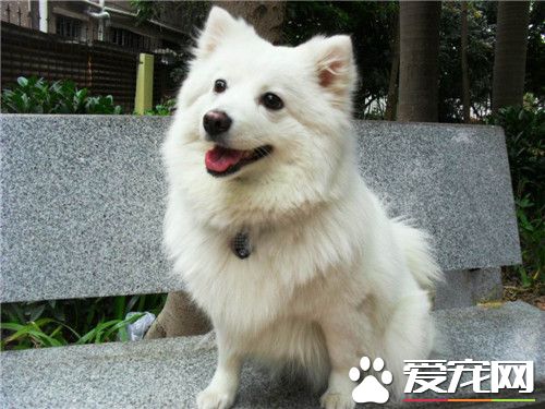 純種銀狐犬的價格 純正血統銀狐犬2000往上