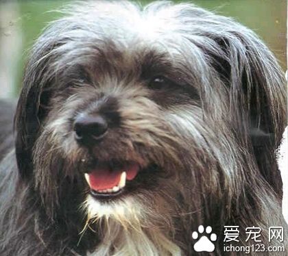 拉薩犬多少錢一只 價格約在1000-30000元