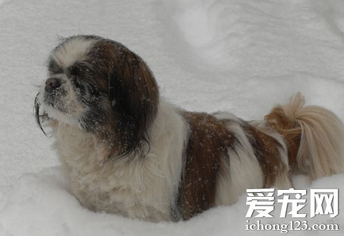 京巴狗掉毛嗎 飲食疾病護理引起掉毛