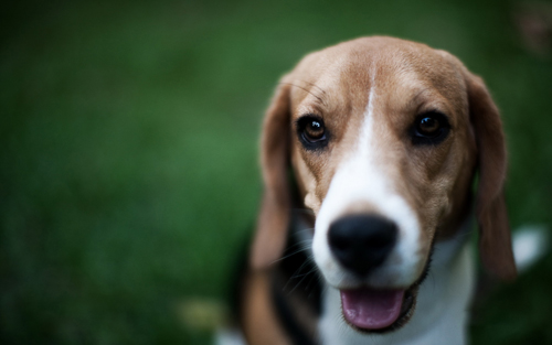 比格犬的訓練 學習誘導訓練法