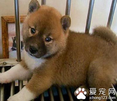 柴犬怎樣訓練 先了解柴犬的排洩習慣