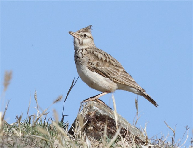 鳳頭百靈