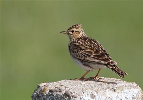 鳳頭百靈