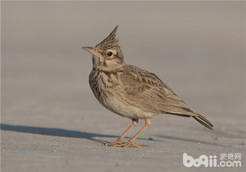 鳳頭百靈