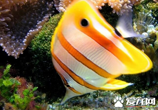 小型熱帶魚的喂養 喂養熱帶魚飼料主要分兩種