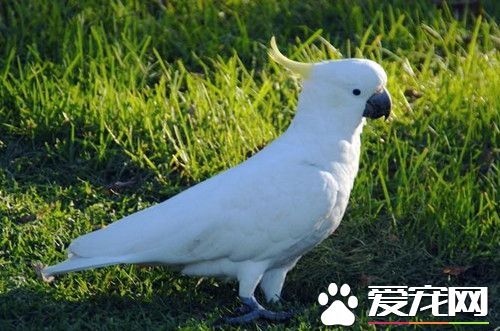 葵花鳳頭鹦鹉的飼養 每天加喂些蘋果和青菜