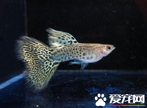 孔雀魚繁殖的前兆 孔雀母魚即將生產特征