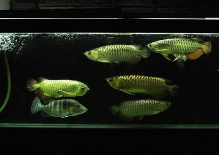 觀賞魚好養嗎 注意掌握一定的飼養技巧